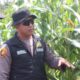 Dukung Ketahanan Pangan, Kapolsek Tembilahan bersama Personilnya Rutin Cek Lahan Jagung