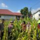 Polresta Pekanbaru Melalui Polsek Limapuluh dan Kelompok Tani Wanita Cek Tanaman Jagung 