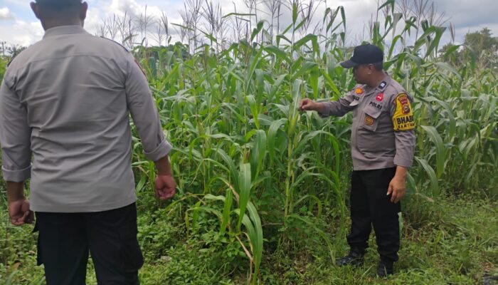 Polsek Lirik Cek Perkembangan Tanaman Jagung Pipil Bersama Kelompok Tani di Sidomulyo