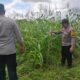 Polsek Lirik Cek Perkembangan Tanaman Jagung Pipil Bersama Kelompok Tani di Sidomulyo