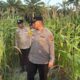Polsek Pujud Cek Lahan Jagung 4 Hektare, Dukung Program Ketahanan Pangan di Rohil