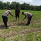 Polsek Tanah Putih Pantau Tanaman Jagung di Cempedak Rahuk, Dukung Ketahanan Pangan Nasional