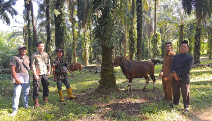 Wujud CSR Berkelanjutan, PT SBP Salurkan Hewan Kurban ke Desa-Desa Sekitar