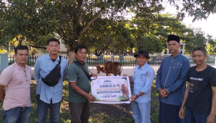 PT SBL Jalur Patah Tebar Berkah Qurban, Dua Ekor Sapi Diserahkan ke Warga Sentajo Raya