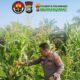 Dukung Program Ketapang, Kapolsek Pekanbaru Kota bersama Kelompok Tani Tanam Jagung 