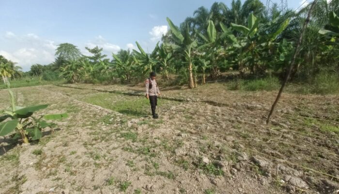 Bhabinkamtibmas Kelurahan Pekan Arba Cek dan Kontrol Tanaman Jagung guna dukung ketahanan pangan