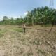 Bhabinkamtibmas Kelurahan Pekan Arba Cek dan Kontrol Tanaman Jagung guna dukung ketahanan pangan