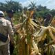 Polsek Lirik Panen Jagung Pipil Kuartal II di Lahan PT Pertamina EP, Dukung Program Ketahanan Pangan Nasional