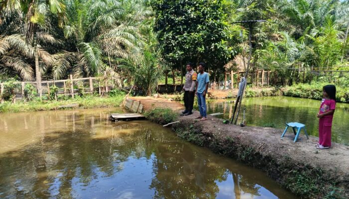 Sambang ke Kolam Ikan Nila, Bhabinkamtibmas Polsek Kelayang Perkuat Ketahanan Pangan di Desa Kota Medan