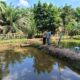 Sambang ke Kolam Ikan Nila, Bhabinkamtibmas Polsek Kelayang Perkuat Ketahanan Pangan di Desa Kota Medan