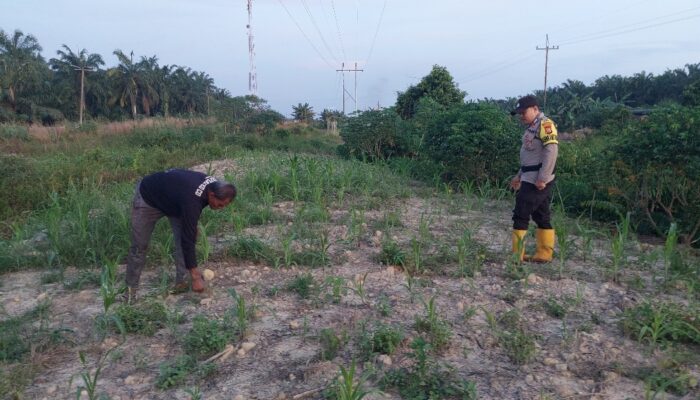 Polisi Turun ke Kebun: Bhabinkamtibmas Rantau Kopar Monitoring Jagung Pipil Warga, Dukung Ketahanan Pangan