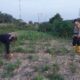 Polisi Turun ke Kebun: Bhabinkamtibmas Rantau Kopar Monitoring Jagung Pipil Warga, Dukung Ketahanan Pangan