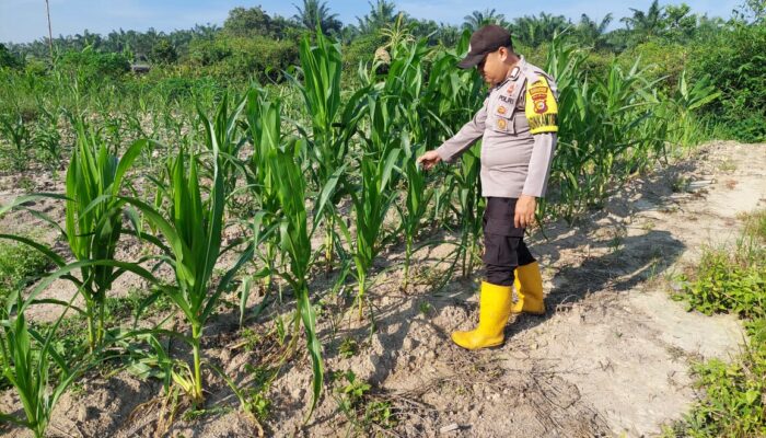Bhabinkamtibmas Polsek Rantau Kopar Cek Kontrol Pertumbuhan Jagung Pipil di Kecamatan Rantau Kopar