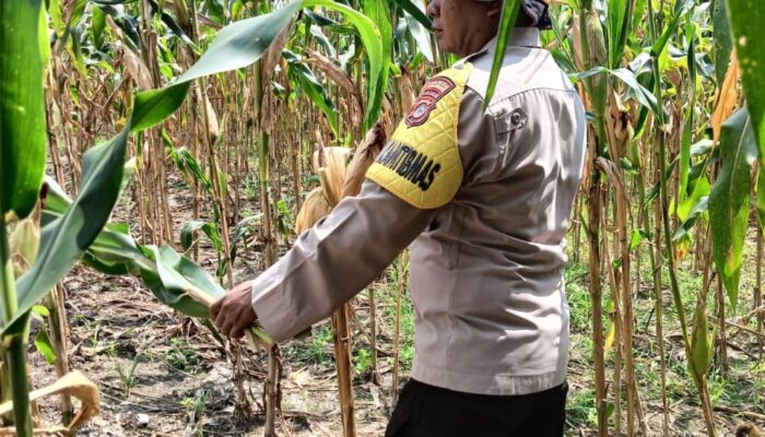 Polri Cinta Petani: Bhabin Polresta Pekanbaru Turun ke Ladang, Pangkas Batang Jagung Biar Panen Maksimal