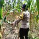 Polri Cinta Petani: Bhabin Polresta Pekanbaru Turun ke Ladang, Pangkas Batang Jagung Biar Panen Maksimal