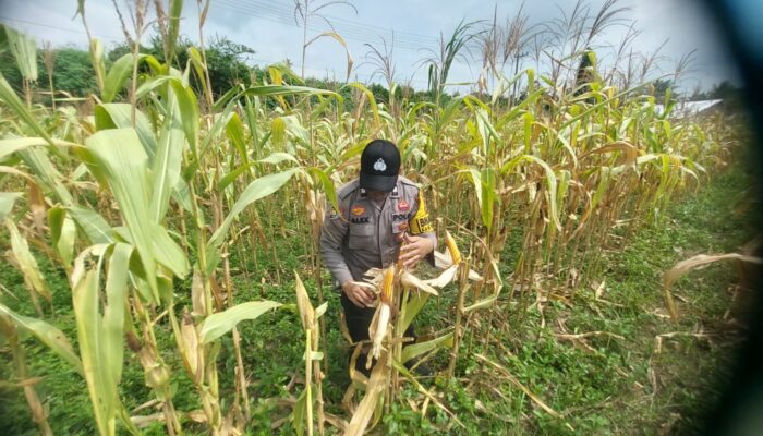 Polsek Lirik Cek Kesiapan Panen Jagung Pipil Kelompok Tani Rumah Tani Indragiri di Sidomulyo