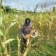 Polsek Lirik Cek Kesiapan Panen Jagung Pipil Kelompok Tani Rumah Tani Indragiri di Sidomulyo