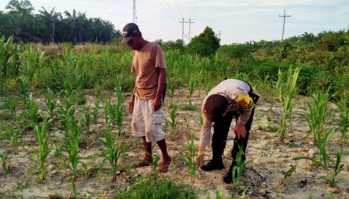Dukung Program Ketapang, Personel Polres Rohil di Rantau Kopar Cek Jagung Pipil