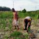 Dukung Program Ketapang, Personel Polres Rohil di Rantau Kopar Cek Jagung Pipil