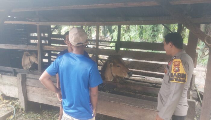 Bhabinkamtibmas Polsek Kelayang Sambangi Peternakan Sapi, Wujudkan Ketahanan Pangan dari Desa