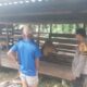 Bhabinkamtibmas Polsek Kelayang Sambangi Peternakan Sapi, Wujudkan Ketahanan Pangan dari Desa