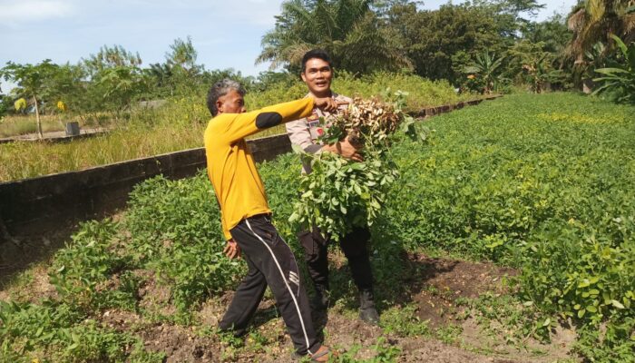 Bhabinkamtibmas Polsek Kelayang Sambangi Lahan Pertanian, Dorong Ketahanan Pangan dari Desa Teluk Sejuah