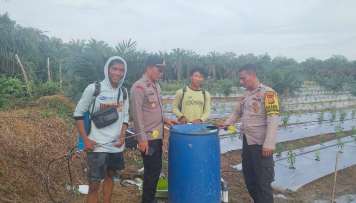 Kapolsek Batang Cenaku Sambangi Petani Cabai, Dukung Percepatan Swasembada Pangan