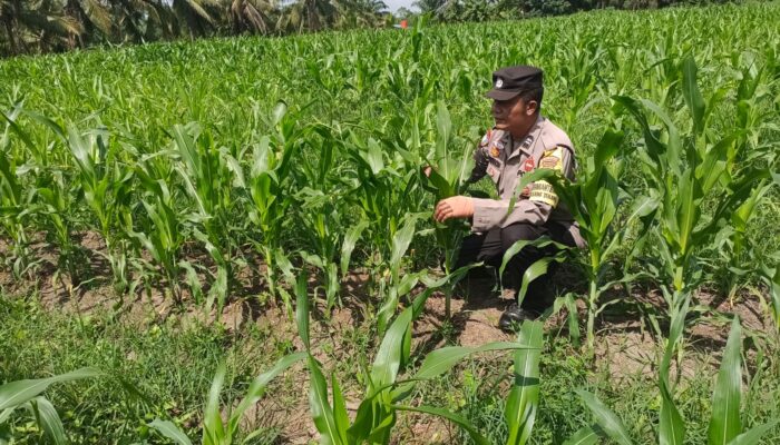 Polsek Tanah Putih Dukung Ketahanan Pangan, Cek Jagung Ketapang Ujung Tanjung