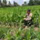 Polsek Tanah Putih Dukung Ketahanan Pangan, Cek Jagung Ketapang Ujung Tanjung