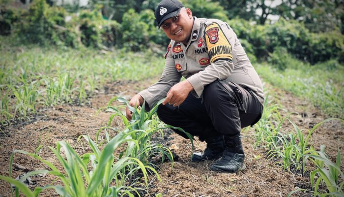 Kawal Program Presiden, Bhabinkamtibmas Polsek Lirik Cek Langsung Pertumbuhan Jagung Kuartal II di Lirik Area