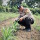 Kawal Program Presiden, Bhabinkamtibmas Polsek Lirik Cek Langsung Pertumbuhan Jagung Kuartal II di Lirik Area