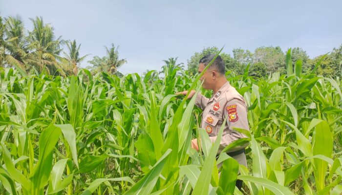 Polsek Tanah Putih Cek Tanaman Jagung 2 Hektare di Ujung Tanjung, Dukung Ketahanan Pangan Nasional