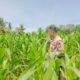 Polsek Tanah Putih Cek Tanaman Jagung 2 Hektare di Ujung Tanjung, Dukung Ketahanan Pangan Nasional