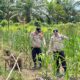 Kapolsek Lirik AKP Novris Simanjuntak Pantau Langsung Jagung Pipil Binaan di Desa Lirik Area