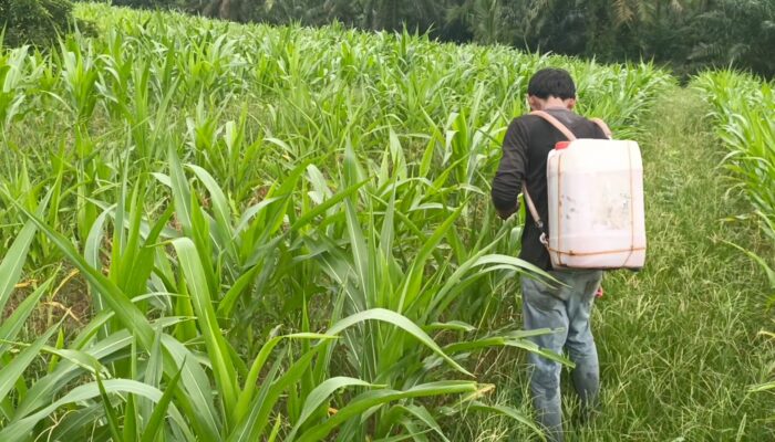 Jagung 40 HST di Tanah Putih Tumbuh Baik, Polsek Monitoring 2 Hektare Lahan Ketapang
