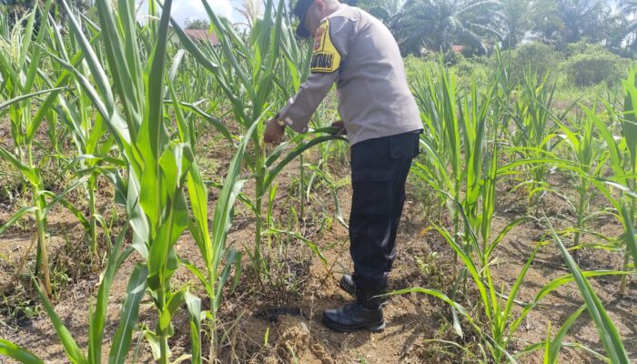 Kapolsek Lirik Pantau Jagung Pipil Usia 51 Hari, Ketahanan Pangan Desa Lirik Area Terus Dipacu