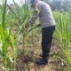 Kapolsek Lirik Pantau Jagung Pipil Usia 51 Hari, Ketahanan Pangan Desa Lirik Area Terus Dipacu