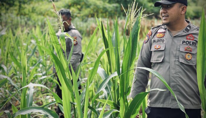 Pertumbuhan Baik Meski Cuaca Panas, Polsek Lirik Pantau Jagung Pipil Kuartal II