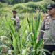 Pertumbuhan Baik Meski Cuaca Panas, Polsek Lirik Pantau Jagung Pipil Kuartal II