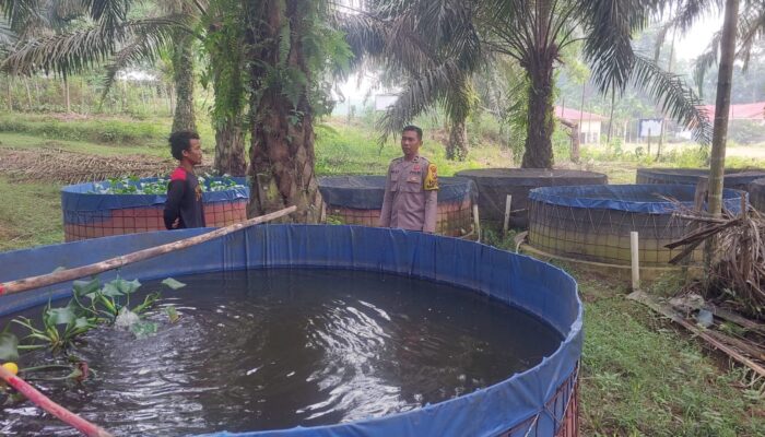 Kapolsek Lirik Cek Pembesaran Lele Binaan di Bumdes Rejosari, 10 Ribu Bibit Tumbuh Sehat