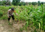 Bhabinkamtibmas Rantau Kopar Cek Jagung Pipil, Dukung Asta Cita Swasembada Pangan 2026