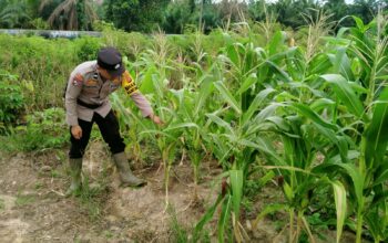 Bhabinkamtibmas Rantau Kopar Cek Jagung Pipil, Dukung Asta Cita Swasembada Pangan 2026