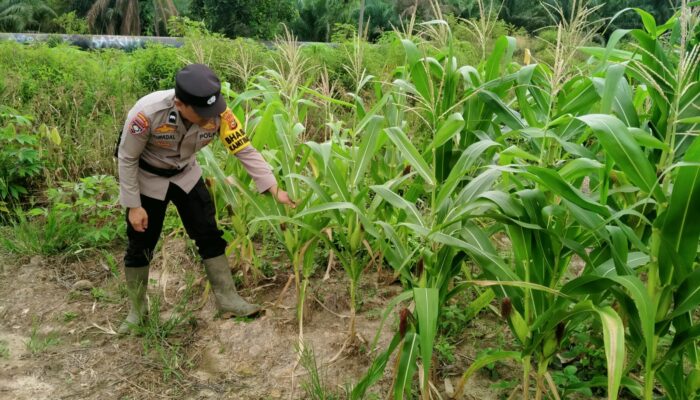 Bhabinkamtibmas Rantau Kopar Cek Jagung Pipil, Dukung Asta Cita Swasembada Pangan 2026