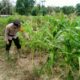 Bhabinkamtibmas Rantau Kopar Cek Jagung Pipil, Dukung Asta Cita Swasembada Pangan 2026
