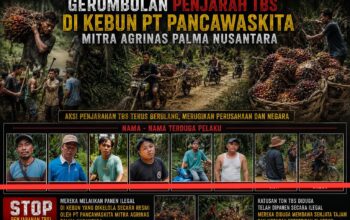 Panen Ilegal Berulang di Kebun Eks PT SAL Rakit Kulim, PT Pancawaskita Laporkan Kelompok Nasrun Sitepu dan Kani ke Polres Inhu