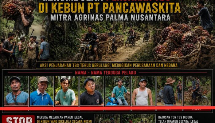 Panen Ilegal Berulang di Kebun Eks PT SAL Rakit Kulim, PT Pancawaskita Laporkan Kelompok Nasrun Sitepu dan Kani ke Polres Inhu