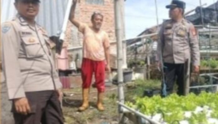 Polri Cinta Petani, Polresta Pekanbaru Turun Cek Kebun Selada dan Pakcoy di Tanjung Rhu