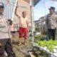 Polri Cinta Petani, Polresta Pekanbaru Turun Cek Kebun Selada dan Pakcoy di Tanjung Rhu