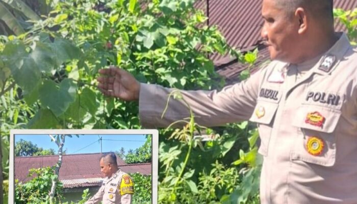 Polresta Pekanbaru Dukung Ketahanan Pangan, Polsek Limapuluh Monitoring Kebun Cabai-Tomat Warga Sukamulya