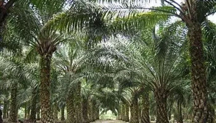 6 Tahun Putusan MA Inkrah, Lahan Sawit 173 Hektare di Rohil Belum Dieksekusi
